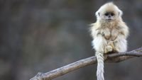 pic for Cute Little Monkey Is Cold 